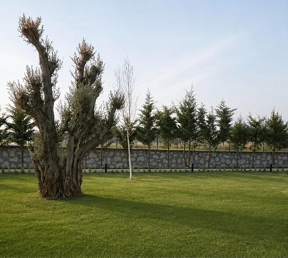 Çatalca Kabakça villa bahçesinde asırlık zeytin ağacı ve rulo çim